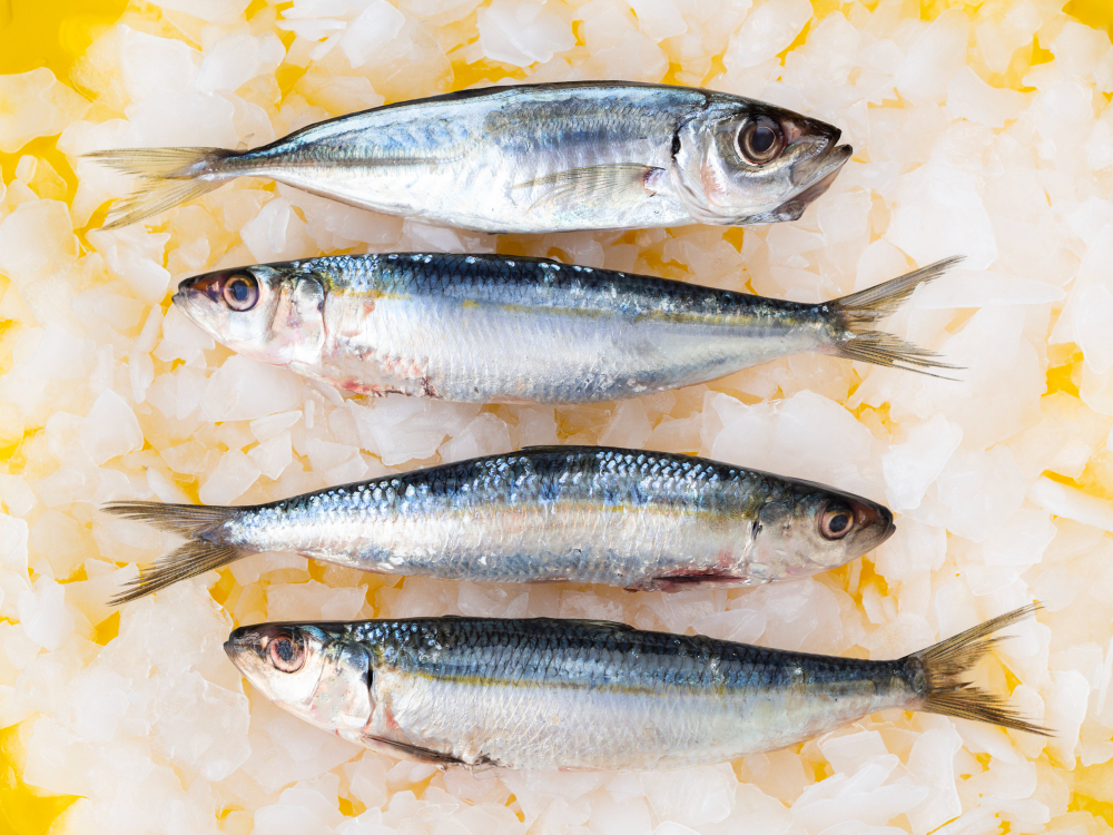 Ikan makarel