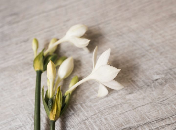 Tuberose