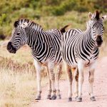 fakta menarik tentang zebra