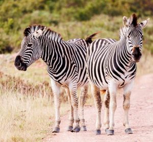 fakta menarik tentang zebra