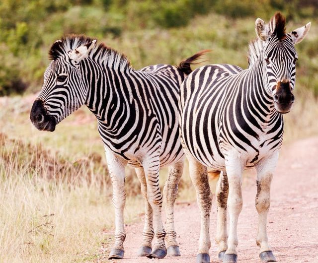 fakta menarik tentang zebra